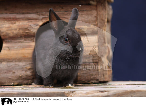 Zwergkaninchen / pygmy bunny / JH-02723