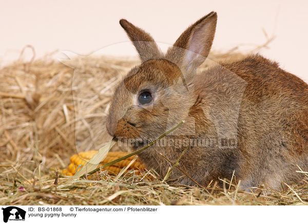 junges Zwergkaninchen / young pygmy bunny / BS-01868