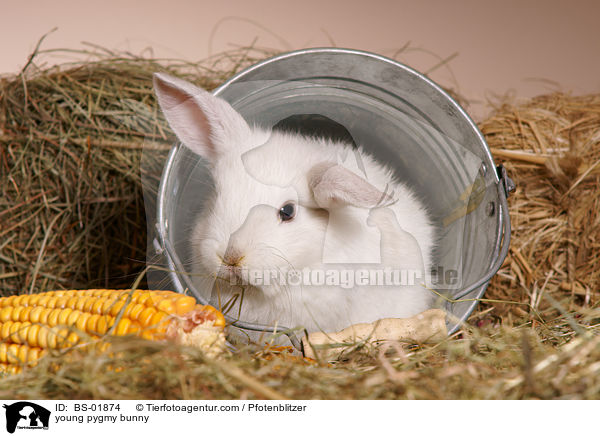 junges Zwergkaninchen / young pygmy bunny / BS-01874