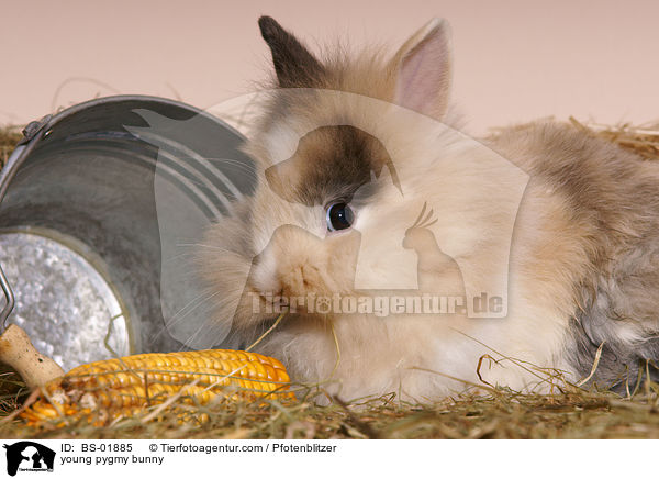 junges Zwergkaninchen / young pygmy bunny / BS-01885