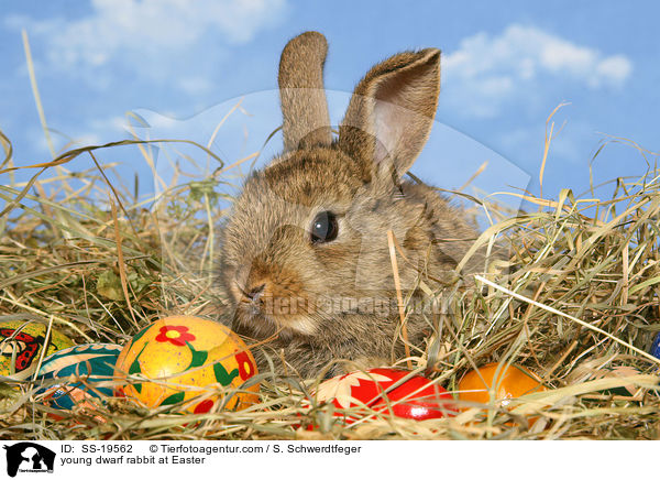 junges Zwergkaninchen / young dwarf rabbit / SS-19562