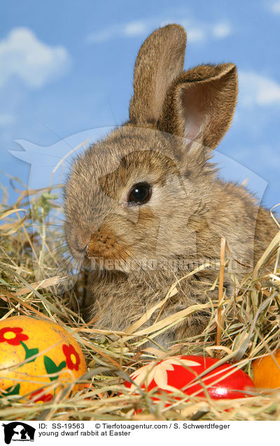 junges Zwergkaninchen / young dwarf rabbit / SS-19563
