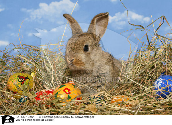 junges Zwergkaninchen / young dwarf rabbit / SS-19564