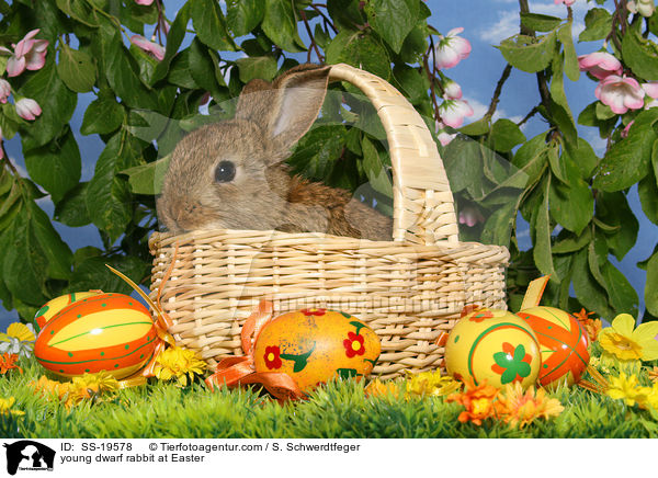 junges Zwergkaninchen / young dwarf rabbit / SS-19578