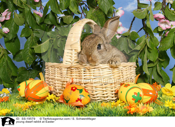 junges Zwergkaninchen / young dwarf rabbit / SS-19579