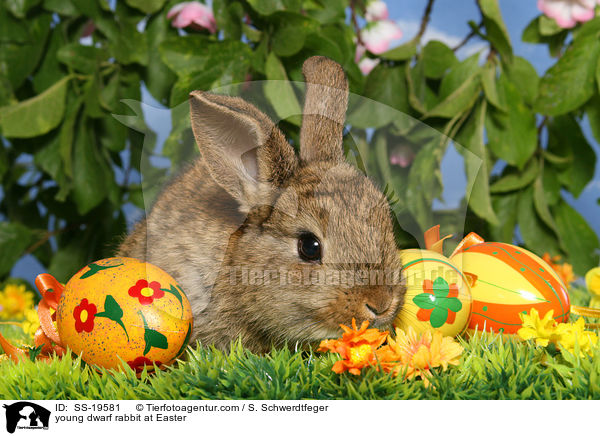 junges Zwergkaninchen / young dwarf rabbit / SS-19581