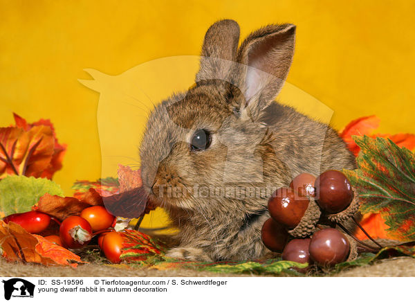 junges Zwergkaninchen / young dwarf rabbit / SS-19596