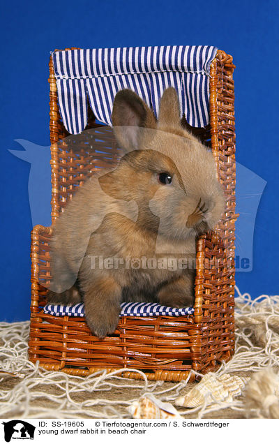 junges Zwergkaninchen / young dwarf rabbit / SS-19605