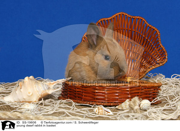 junges Zwergkaninchen / young dwarf rabbit / SS-19606
