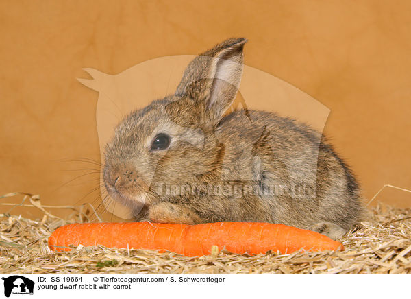 junges Zwergkaninchen / young dwarf rabbit / SS-19664
