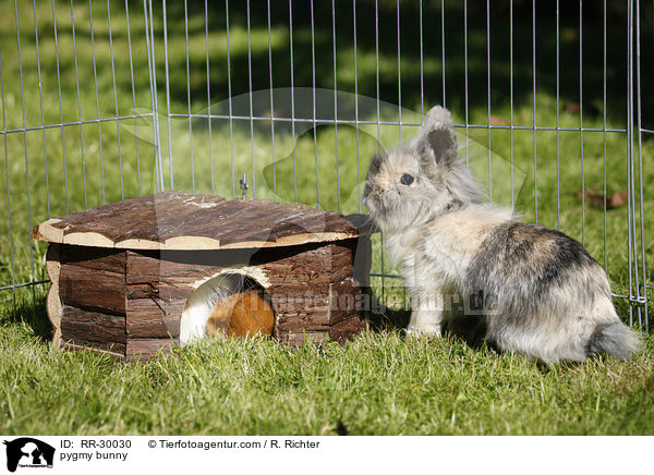 pygmy bunny / RR-30030