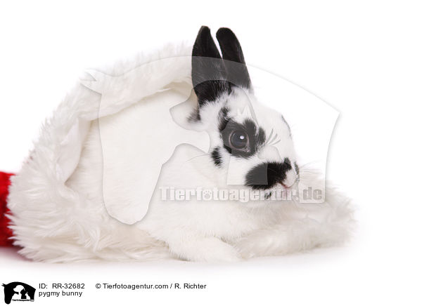 Zwergkaninchen / pygmy bunny / RR-32682