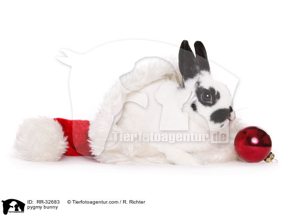 pygmy bunny / RR-32683