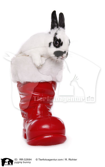 Zwergkaninchen / pygmy bunny / RR-32684