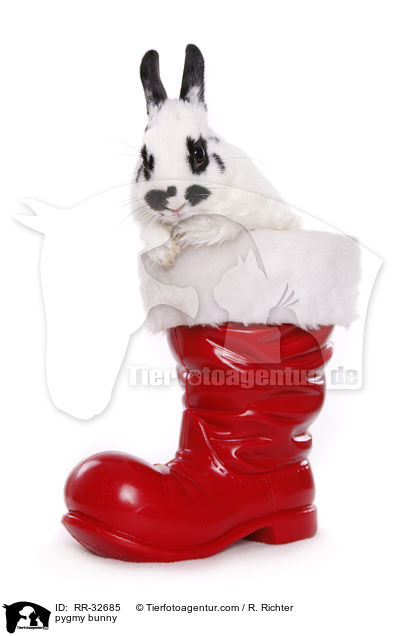 Zwergkaninchen / pygmy bunny / RR-32685