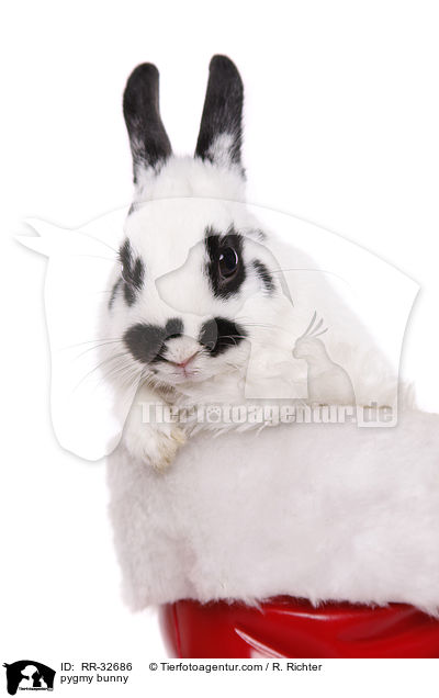 Zwergkaninchen / pygmy bunny / RR-32686