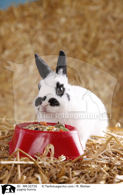 Zwergkaninchen / pygmy bunny / RR-32730