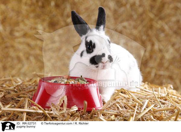 Zwergkaninchen / pygmy bunny / RR-32731