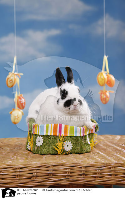 Zwergkaninchen / pygmy bunny / RR-32762