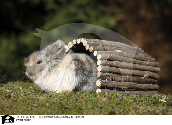 Zwergkaninchen / dwarf rabbit / RR-33415