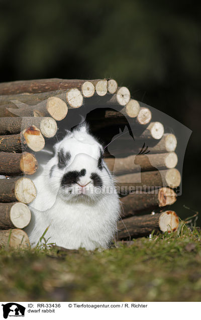 Zwergkaninchen / dwarf rabbit / RR-33436