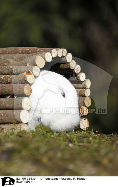 Zwergkaninchen / dwarf rabbit / RR-33439