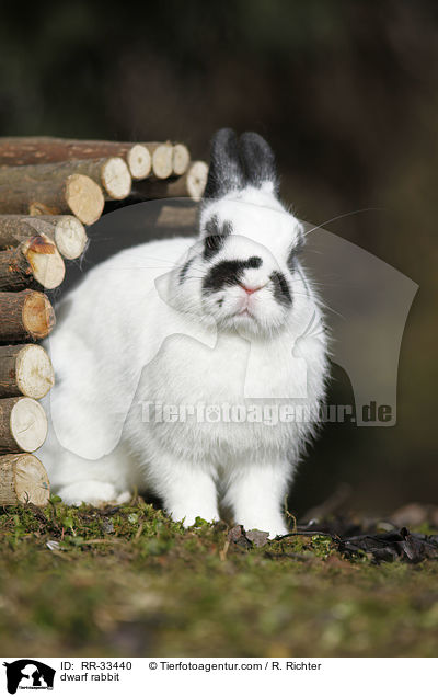 Zwergkaninchen / dwarf rabbit / RR-33440