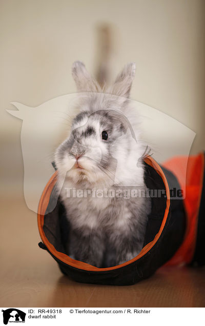 Zwergkaninchen / dwarf rabbit / RR-49318
