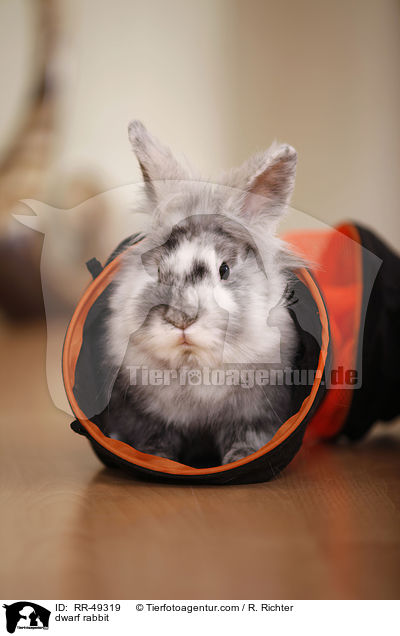 Zwergkaninchen / dwarf rabbit / RR-49319