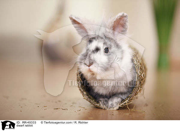 Zwergkaninchen / dwarf rabbit / RR-49333