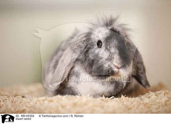 Zwergkaninchen / dwarf rabbit / RR-49354