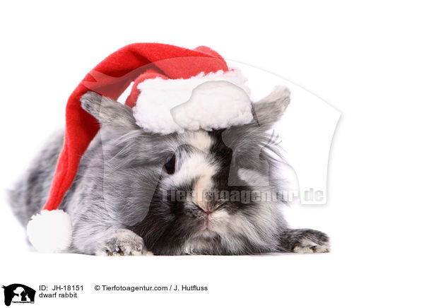 Zwergkaninchen / dwarf rabbit / JH-18151