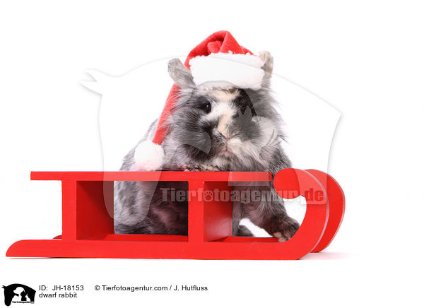 Zwergkaninchen / dwarf rabbit / JH-18153