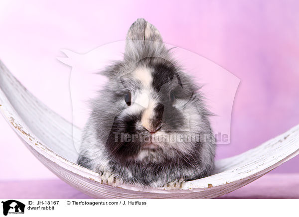 Zwergkaninchen / dwarf rabbit / JH-18167