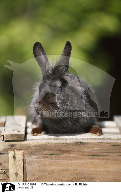 Zwergkaninchen / dwarf rabbit / RR-51897