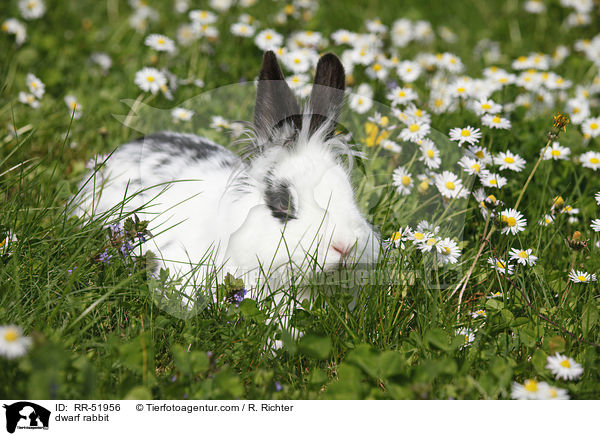 Zwergkaninchen / dwarf rabbit / RR-51956