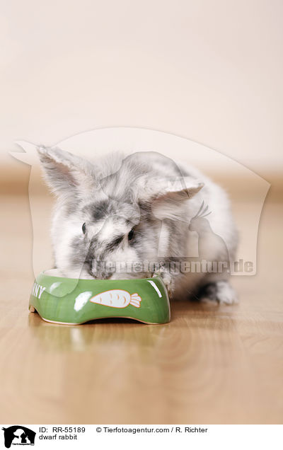 Zwergkaninchen / dwarf rabbit / RR-55189