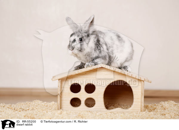 Zwergkaninchen / dwarf rabbit / RR-55200
