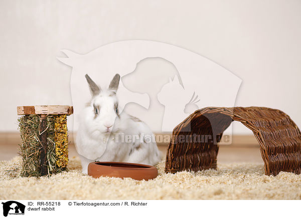 Zwergkaninchen / dwarf rabbit / RR-55218