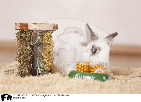 Zwergkaninchen / dwarf rabbit / RR-55221