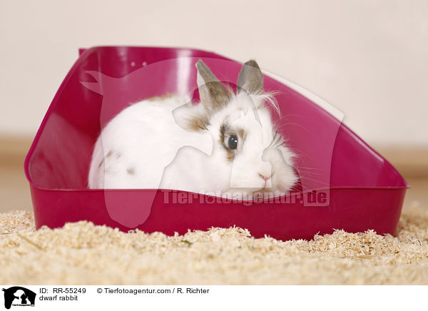 Zwergkaninchen / dwarf rabbit / RR-55249