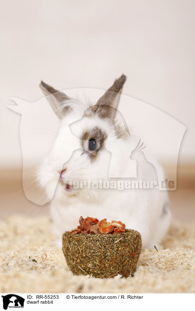 Zwergkaninchen / dwarf rabbit / RR-55253