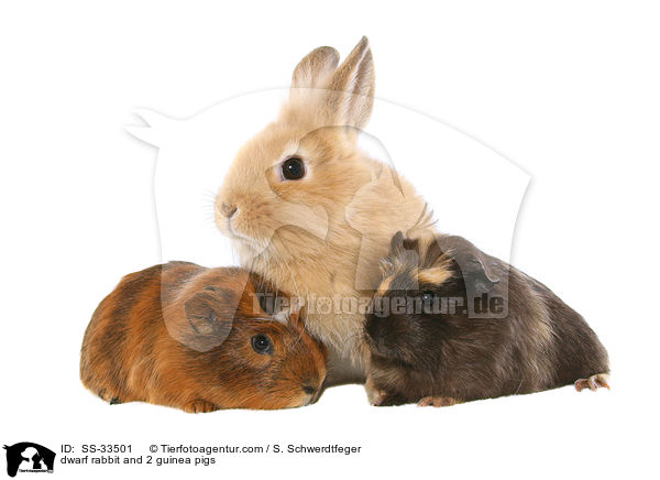 Zwergkaninchen und 2 Meerschweine / dwarf rabbit and 2 guinea pigs / SS-33501