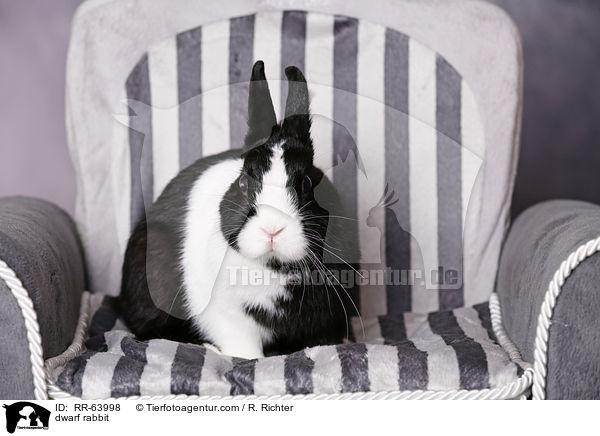 Zwergkaninchen / dwarf rabbit / RR-63998