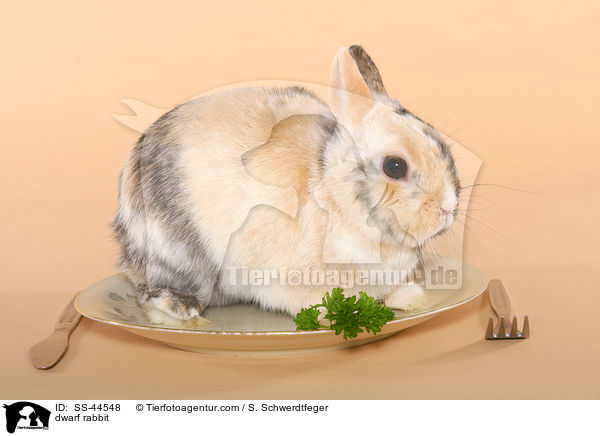 Zwergkaninchen / dwarf rabbit / SS-44548