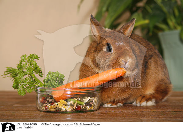 Zwergkaninchen / dwarf rabbit / SS-44690