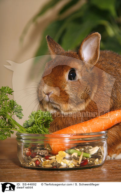 Zwergkaninchen / dwarf rabbit / SS-44692
