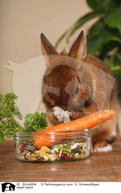 Zwergkaninchen / dwarf rabbit / SS-44694