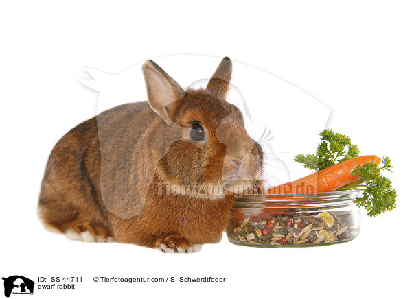 Zwergkaninchen / dwarf rabbit / SS-44711