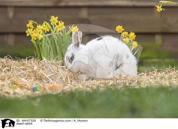 Zwergkaninchen / dwarf rabbit / AH-07329